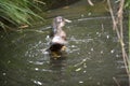Blue winged shoveller duck Royalty Free Stock Photo