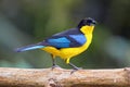 Blue winged tanager resting on a tree branch Royalty Free Stock Photo