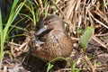 Blue-winged teal Royalty Free Stock Photo