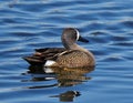 Blue Winged Teal Or Anas Discors Royalty Free Stock Photo