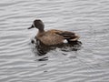 Blue Winged Teal Or Anas Discors Royalty Free Stock Photo