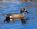 Blue Winged Teal Or Anas Discors Royalty Free Stock Photo