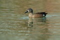 Blue-winged Teal - Spatula discors Royalty Free Stock Photo