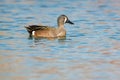 Blue-winged Teal - Spatula discors Royalty Free Stock Photo