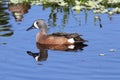 Blue-winged Teal Royalty Free Stock Photo