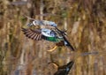 A Blue-winged Teal approaching a landing with a beautiful display of its colorful feathers Royalty Free Stock Photo