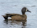 Blue-winged Teal Drake