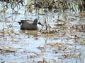 Blue Winged teal duck and the background of the swamp or wetlands Royalty Free Stock Photo