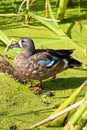 A blue-winged teal duck balancing on one foot against a green background Royalty Free Stock Photo