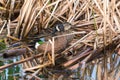 Blue-winged Teal duck couple cozy together on fallen reeds Royalty Free Stock Photo