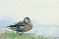 Blue Winged Teal Duck Royalty Free Stock Photo
