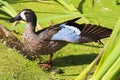 A blue-winged teal duck stretching it`s wing Royalty Free Stock Photo