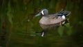 Blue- Winged Teal Duck Swimming in the Water Royalty Free Stock Photo