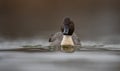 Blue-Winged Teal Duck Swimming in the Water Royalty Free Stock Photo