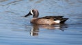 Blue-Winged Teal duck swimming Royalty Free Stock Photo
