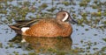 Blue winged teal duck swimming in a pond Royalty Free Stock Photo