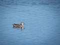 Blue-winged Teal ducks Royalty Free Stock Photo
