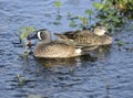 Blue-winged Teal Ducks Royalty Free Stock Photo