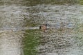 Blue-winged Teal feeding in a lake Royalty Free Stock Photo