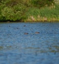 Blue-winged Teal feeding in a lake Royalty Free Stock Photo