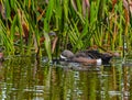 Blue Winged Teal Feeding in the Reeds Royalty Free Stock Photo