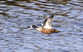 Blue-winged Teal in Flight Royalty Free Stock Photo