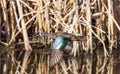 Blue-winged Teal in flight at close range Royalty Free Stock Photo