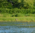 Blue-winged Teal flying at lakeside Royalty Free Stock Photo