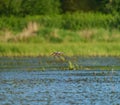 Blue-winged Teal flying at lakeside Royalty Free Stock Photo