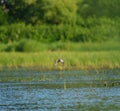 Blue-winged Teal flying at lakeside Royalty Free Stock Photo