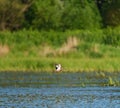 Blue-winged Teal flying at lakeside Royalty Free Stock Photo