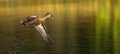 Blue winged teal flying low over small pond