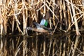 Blue-winged Teal flying through a marsh wetland corridor Royalty Free Stock Photo