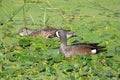 Blue-winged Teal Pair Royalty Free Stock Photo