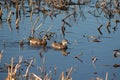 Blue-winged Teal Pair