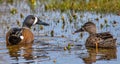 Blue-winged Teal Pair Swimming in Colorado Wetland Royalty Free Stock Photo