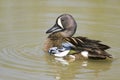 A Blue-winged Teal preening Royalty Free Stock Photo