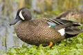 Blue-winged Teal resting Royalty Free Stock Photo