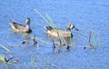 Blue-winged Teal Spatula discors Ducks, male and female Royalty Free Stock Photo