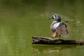 Blue-winged Teal Stretching Its Wings Royalty Free Stock Photo