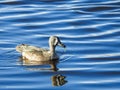 Blue-winged Teal Swimming