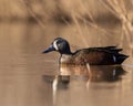 blue-winged teal swimming peacefully in a lake Royalty Free Stock Photo