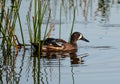 Blue Winged Teal Duck Swimming in the Reeds Royalty Free Stock Photo