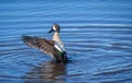 Blue-winged Teal duck Royalty Free Stock Photo