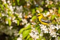 Blue-winged Warbler