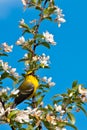 Blue-winged Warbler