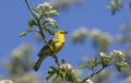 Blue-winged Warbler Vermivora cyanoptera