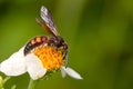 Blue-Winged Wasp