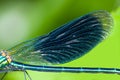 Blue wings dragonfly close up