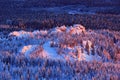 Blue winter landscape, birch tree forest with snow, ice and rime. Pink morning light before sunrise. Winter twilight, cold nature Royalty Free Stock Photo